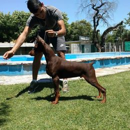 Viktor - Doberman Pinscher