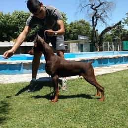 Viktor - Doberman Pinscher