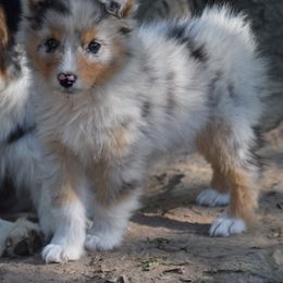 Neo - Blue merle male Australian Shepherd puppy in Clinton, Missouri from RockyTop Hearts