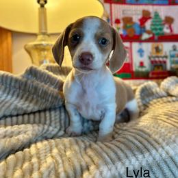 Lyla - Piebald female Dachshund puppy in Aiken, South Carolina from State Eight Dachshunds