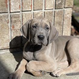 Great Dane Puppies from Starlight Danes