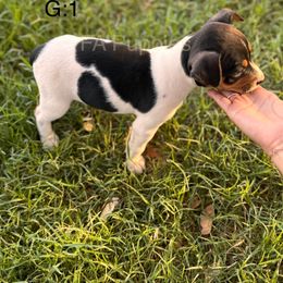 Rat Terrier Puppies from FA puppies