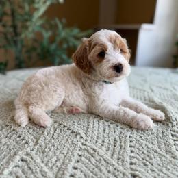 Penelope - Parti female Goldendoodle puppy in Barstow, California from Golden Desert Doodles