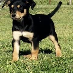 Australian Cattle Dog and Australian Kelpie Puppies from Carben Copy