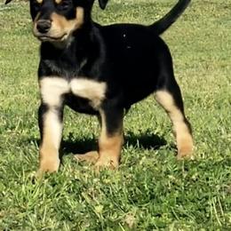 Australian Cattle Dog and Australian Kelpie Puppies from Carben Copy