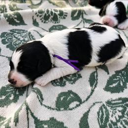 Panda - Black and white female Sheepadoodle puppy in Ashton, Idaho from Kerr Kanine Ranch