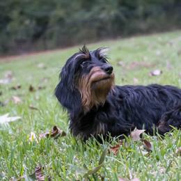 Gal - Dachshund