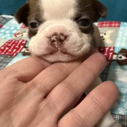 Rebecca - Red female Boston Terrier puppy in Wellington, Ohio from Twist of Faith Farms