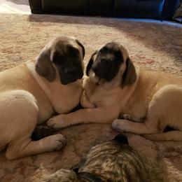 Mastiff Puppies from Stoneheart Mastiffs
