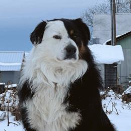 Timber - Australian Shepherd