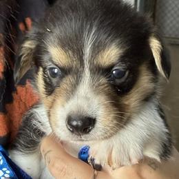 Blue - Black and tan male Pembroke Welsh Corgi puppy in Riverside, California from Four Aces Corgis