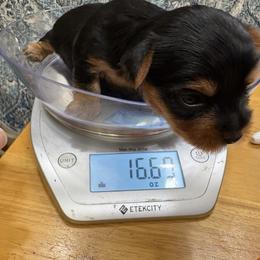 Lilac - Black and gold female Yorkshire Terrier puppy in Phoenix, Arizona from Coursey’s Yorkies