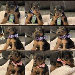 Welsh Terriers from Aska Welsh Terrier