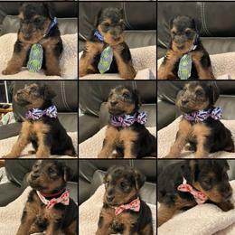 Welsh Terriers from Aska Welsh Terrier