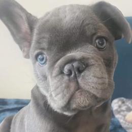 French Bulldogs from Fur Ever Boujee