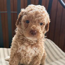 Shamrock - Cream male Goldendoodle puppy in Rush, New York from Care Bear Puppies