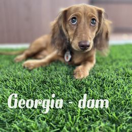 Georgia - Dachshund