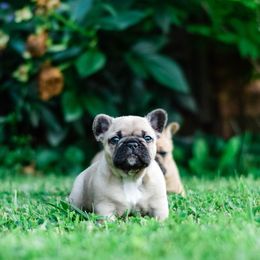 French Bulldog Puppies from Von Bales French Bulldogs