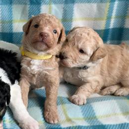 Knox - Yellow and white male Bernedoodle puppy in Warrensburg, Missouri from Dreamer Ridge Puppies
