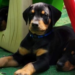 Boy 3 - Doberman Pinscher puppy in Connecticut from Amity Doberman Pinschers