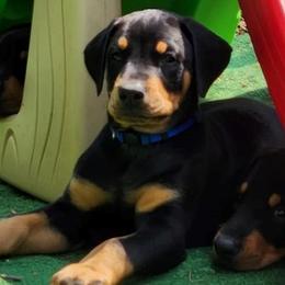 Boy 3 - Doberman Pinscher puppy in Connecticut from Amity Doberman Pinschers
