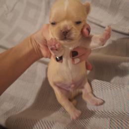 Red Boy 1 - Red and white male Chihuahua puppy in Haines City, Florida from Kassafina Kennel