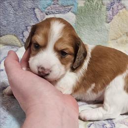 CKC Red dapple pie girl - Dapple female Dachshund puppy in Springdale, Washington from TNT MINI DACHSHUNDS
