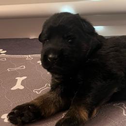 Pink collar - Black and red female German Shepherd puppy in Saint Charles, Missouri from Lowemond German Shepherds
