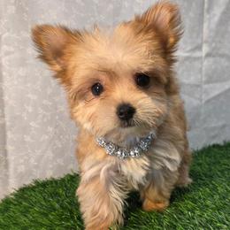 Goldie - Gold female Morkie puppy in Monticello, Iowa from Ashley’s Puppies