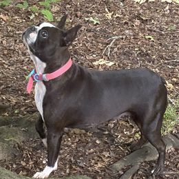 Harley - Boston Terrier