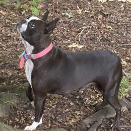 Harley - Boston Terrier