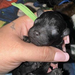 Slytherin (Mr. Malfoy) - Black male Poodle puppy in Maricopa County, Arizona from Romano Juarez Puppies