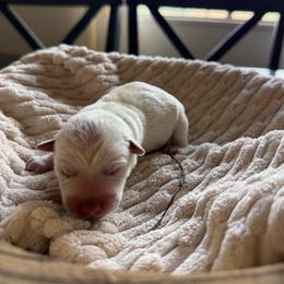 Mocha - Red speckled female Australian Cattle Dog puppy in Tucson, Arizona from Soqui Ortiz Cattle Ranch
