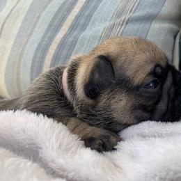 French Bulldog Puppies from Nala’s Nest