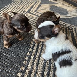 Yorkshire Terrier Puppies from MN Yorkies