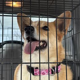 Pembroke Welsh Corgi puppies from Cahas Corgis of Virginia