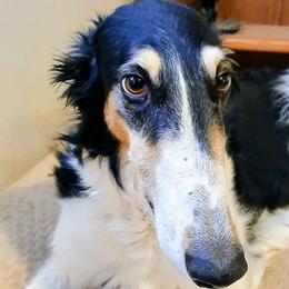 Stevie - Borzoi