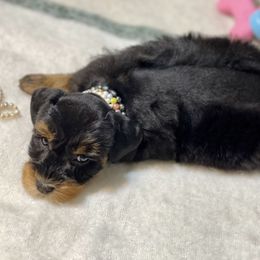 Black and Red black collar - Black and silver female Miniature Schnauzer puppy in Calhoun, Georgia from The BrickHouse Miniature Schnauzers