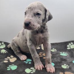 Nova Blue Merle - Merle female Great Dane puppy in Kannapolis, North Carolina from Carolina Great Danes & Toy Poodles