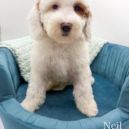 Neil - Parti male Goldendoodle puppy in Sunman, Indiana from Brunsman Country Doodles LLC