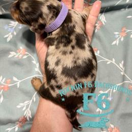 Becky O'Shea - Dapple female Dachshund puppy in Horatio, Arkansas from Rockin F6 Miniature Dachsunds