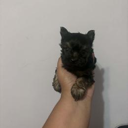 Boy 4 - Black and tan male Yorkshire Terrier puppy in Mobile, Alabama from Southern Elite Yorkies