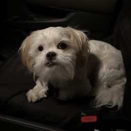 Snowball - Shih Tzu
