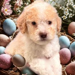 Brown Boy - Orange male Lagotto Romagnolo puppy in Chicago, Illinois from Midwest Lagotto Romagnolo