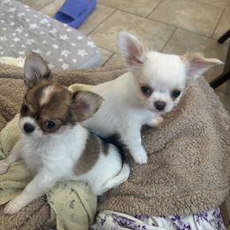 Chihuahua Puppies from Blissful’s Chihuahuas