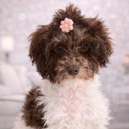 Ella - Parti female Poodle puppy in Dalton, Georgia from Southern Charm Precious Paws