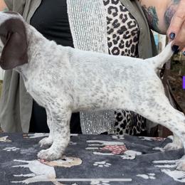 Destiny - White and liver female German Shorthaired Pointer puppy in Ocklawaha, Florida from Edelmarke GSPs Reg’d