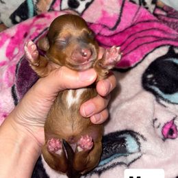 Max - Red female Dachshund puppy in Liberty, North Carolina from Beyond the Tail
