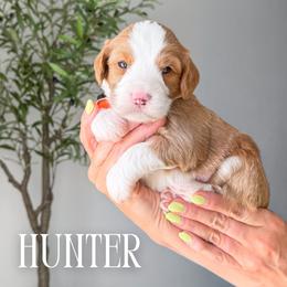 Boy 1 - male Bernedoodle puppy in South Jordan, Utah from Wonderful World Doodles