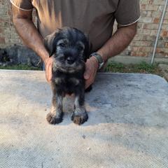 Girl 3 - Pepper and salt female Standard Schnauzer puppy in Mesquite, Texas from Ausgelassen Standard Schnauzers